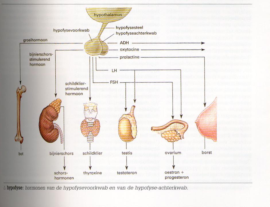 pituitary stalk