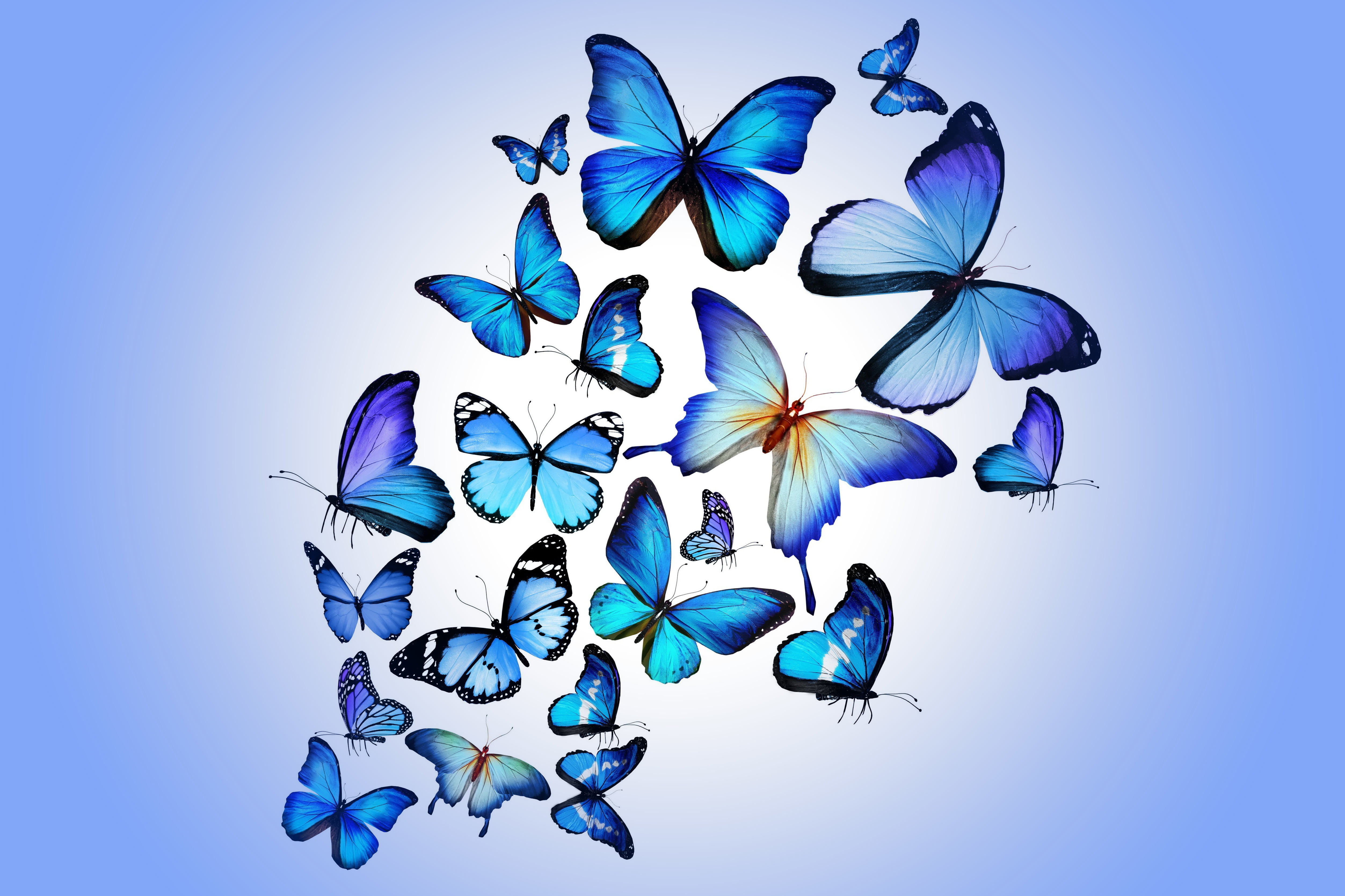 Butterflies